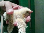 Chick with Leg Problem